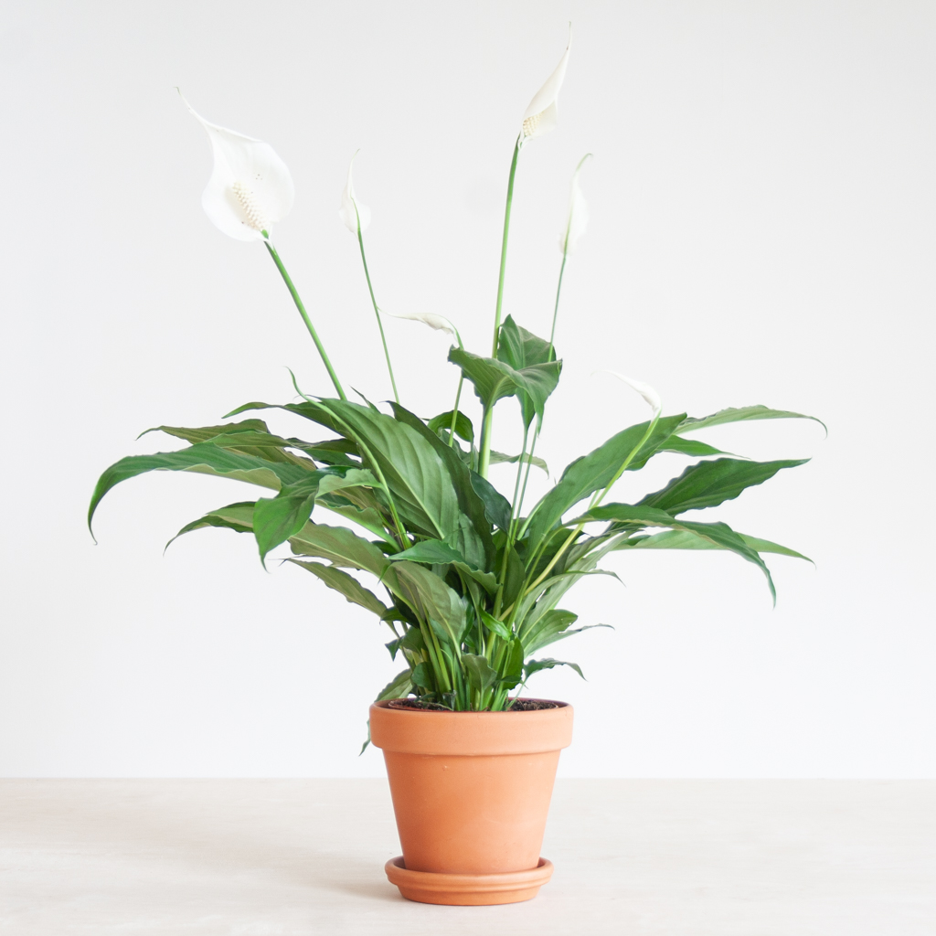 Spathiphyllum-Torelli-p12-1.jpg