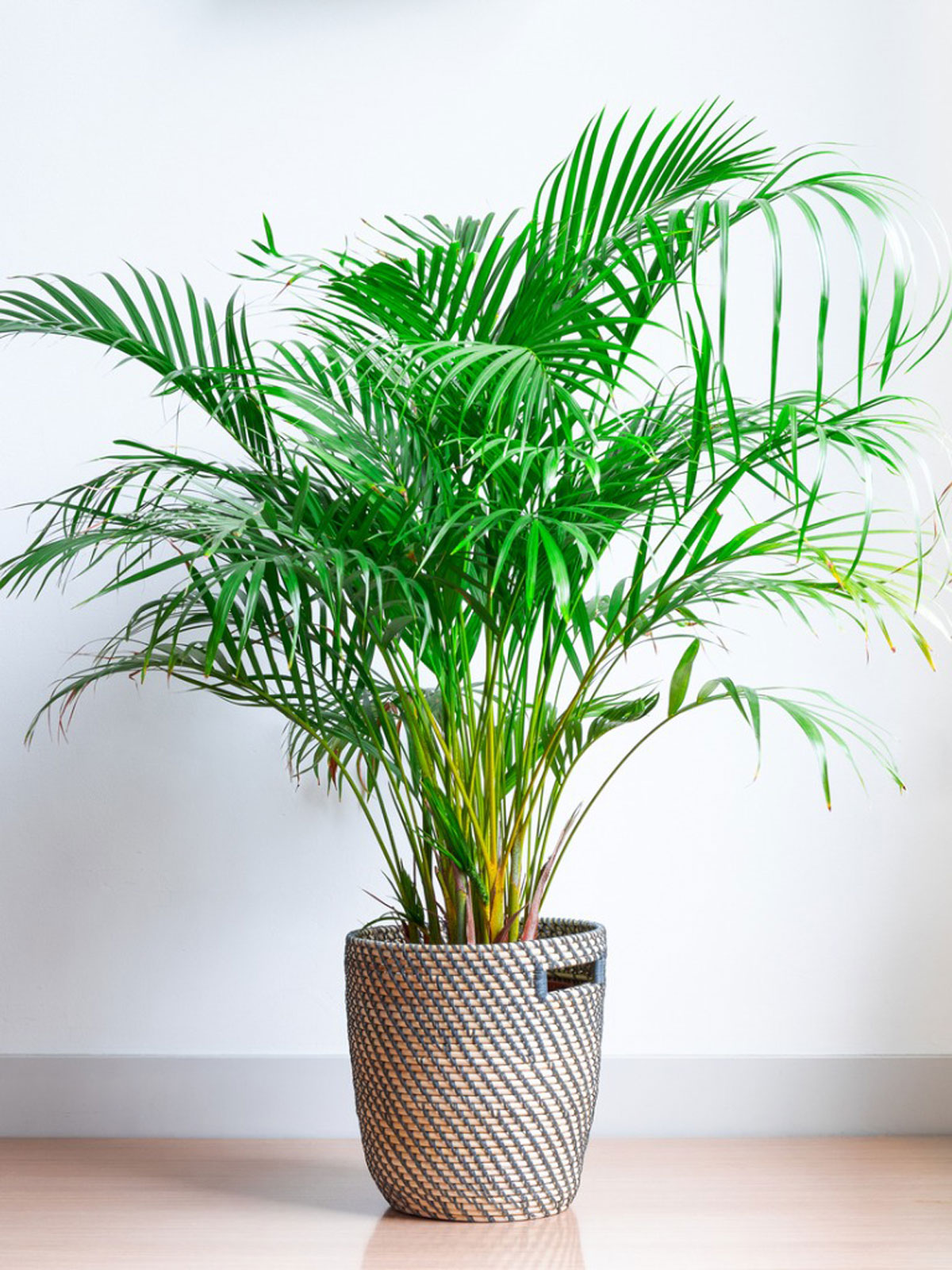 Areca-palm.jpg