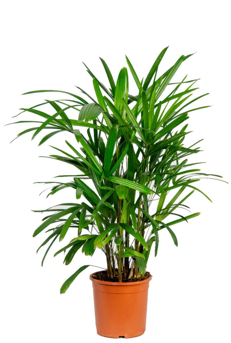 Rhapis_palm_2_1.jpg